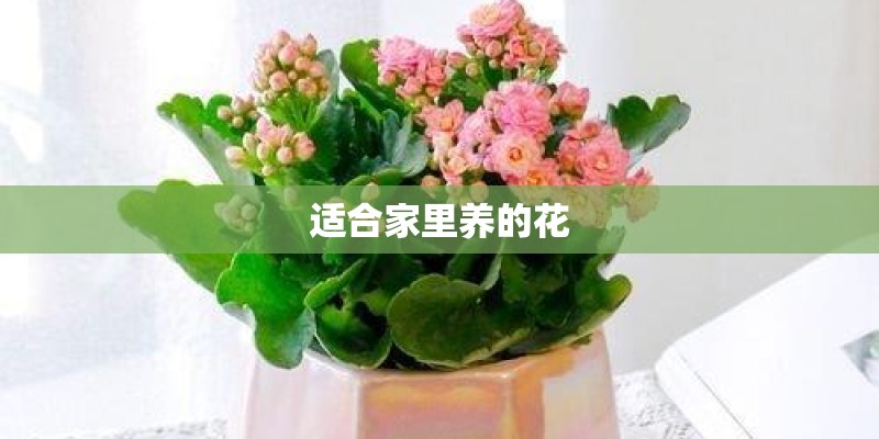 适合家里养的花