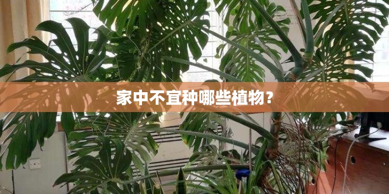 家中不宜种哪些植物？