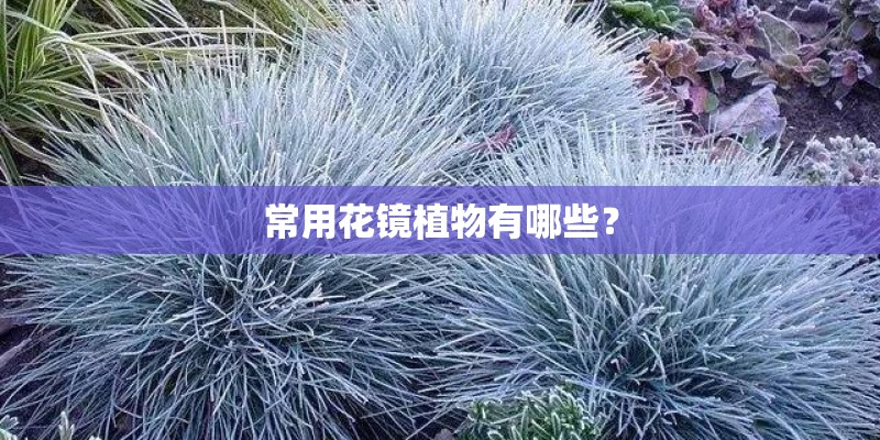 常用花镜植物有哪些？