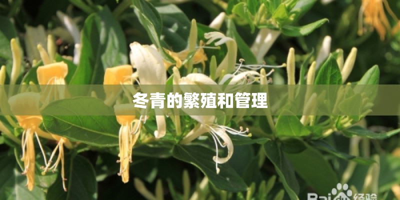 冬青的繁殖和管理