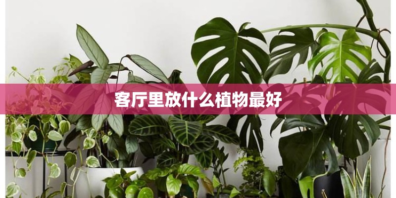 客厅里放什么植物最好