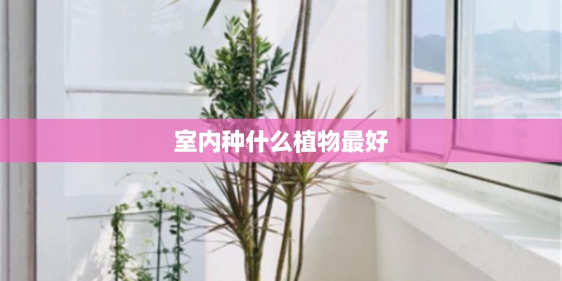 室内种什么植物最好