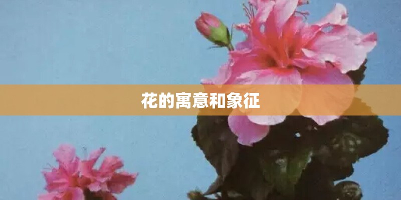 花的寓意和象征