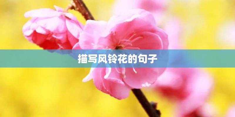 描写风铃花的句子