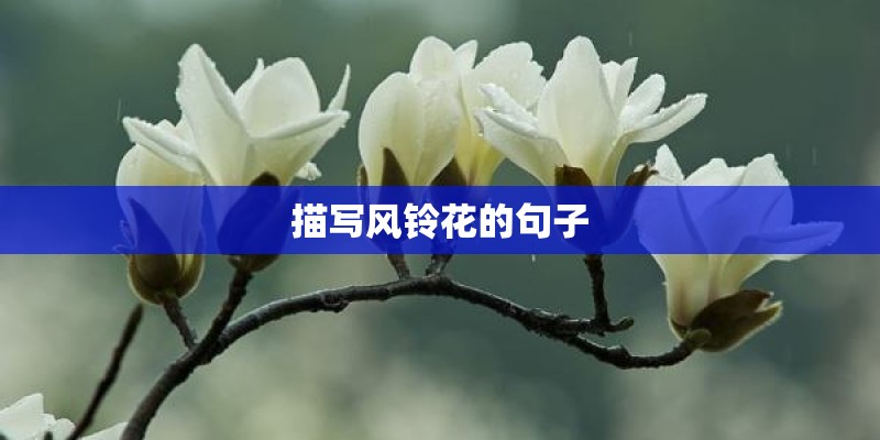 蔷薇花的种植方法