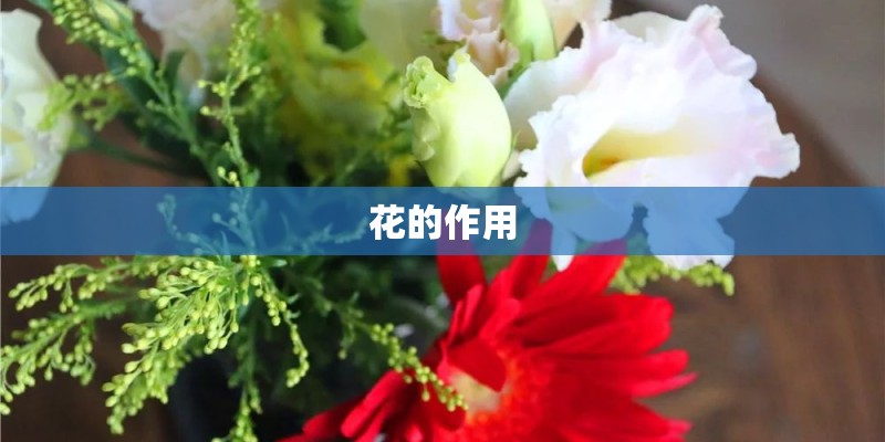 花的作用