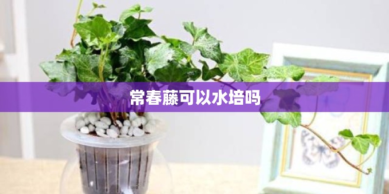 海棠花老桩怎么养法
