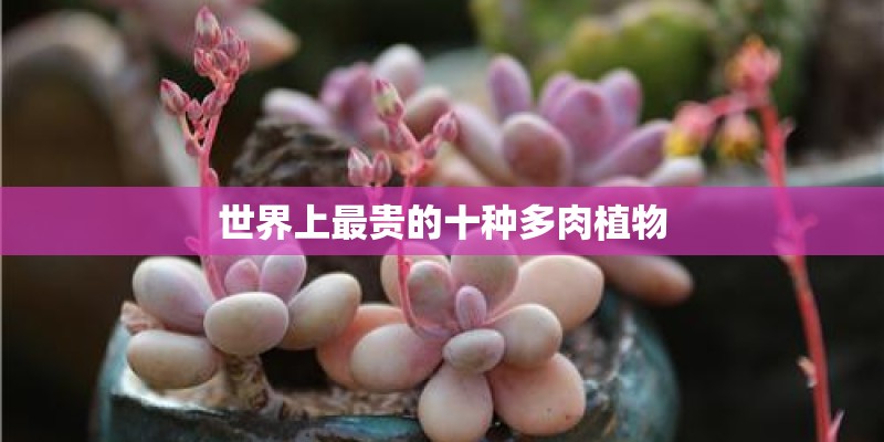 世界上最贵的十种多肉植物