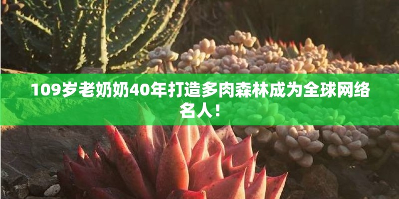 109岁老奶奶40年打造多肉森林成为全球网络名人！