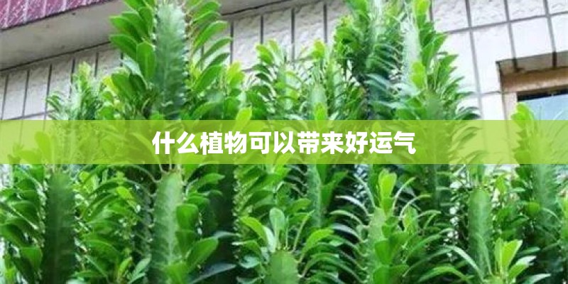 什么植物可以带来好运气
