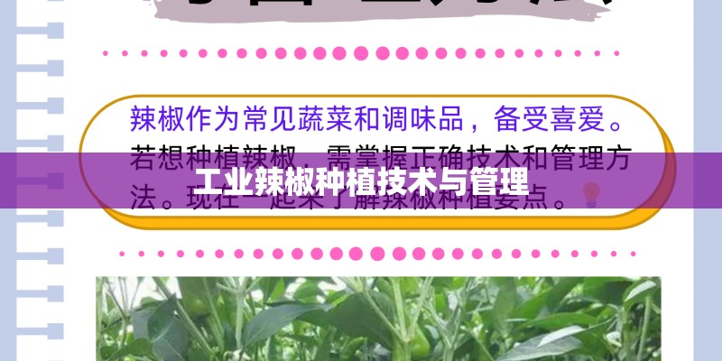 工业辣椒种植技术与管理