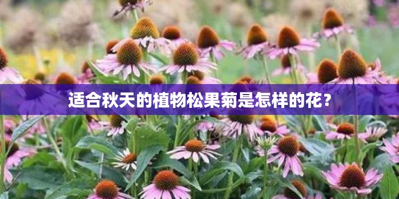 适合秋天的植物松果菊是怎样的花？