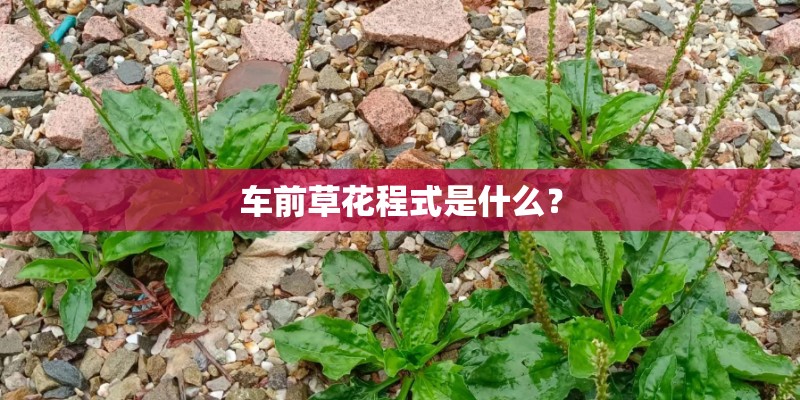 车前草花程式是什么？