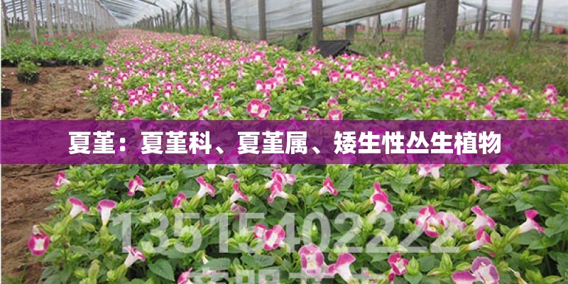 夏堇：夏堇科、夏堇属、矮生性丛生植物