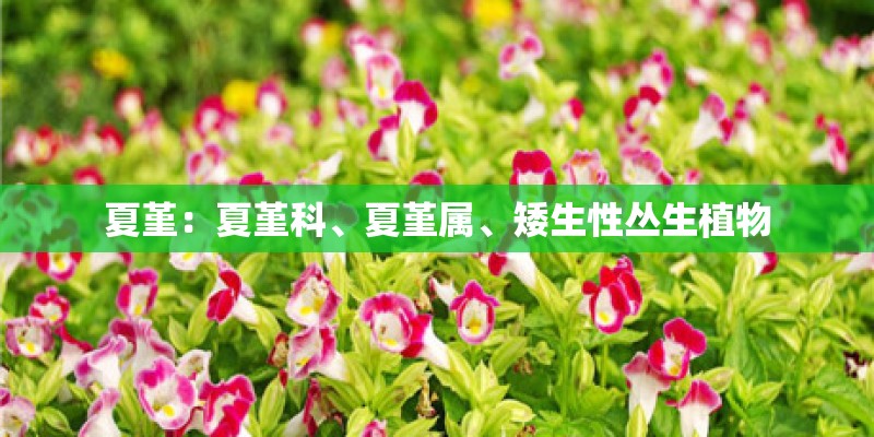 夏堇：夏堇科、夏堇属、矮生性丛生植物