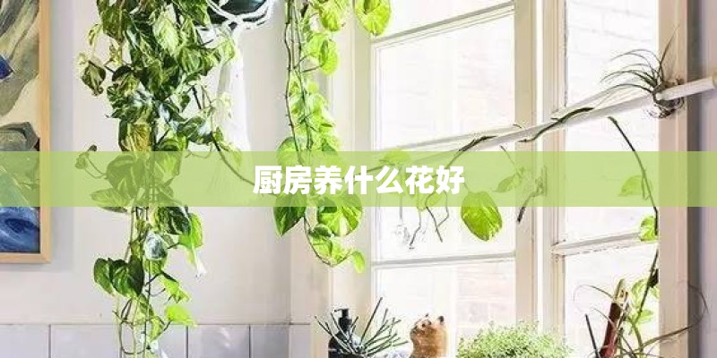 厨房养什么花好