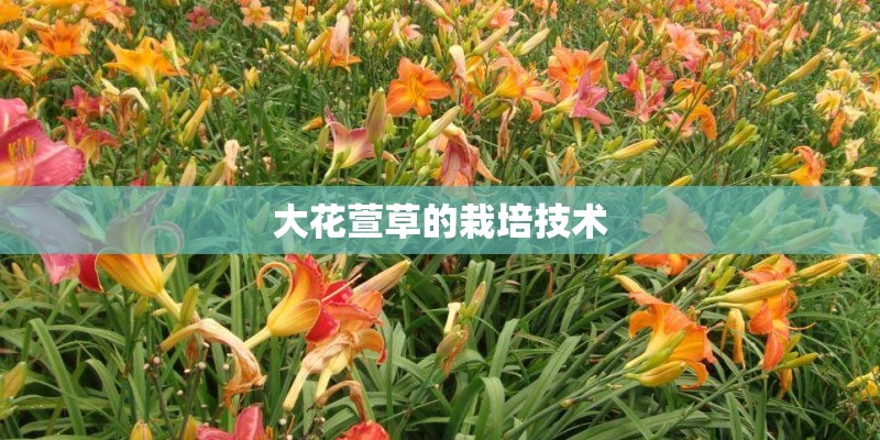 大花萱草的栽培技术