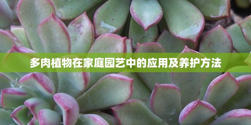 多肉植物在家庭园艺中的应用及养护方法