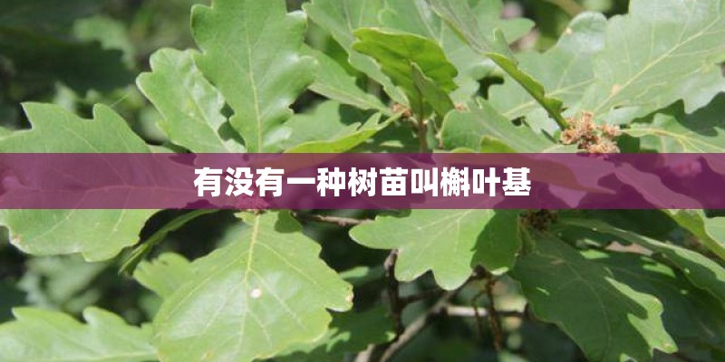有没有一种树苗叫槲叶基