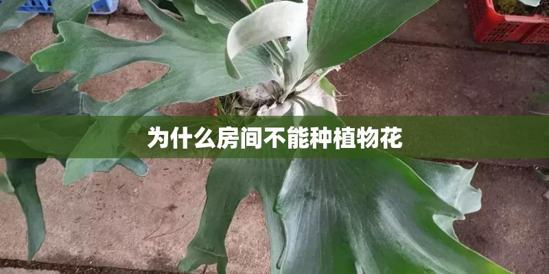 为什么房间不能种植物花
