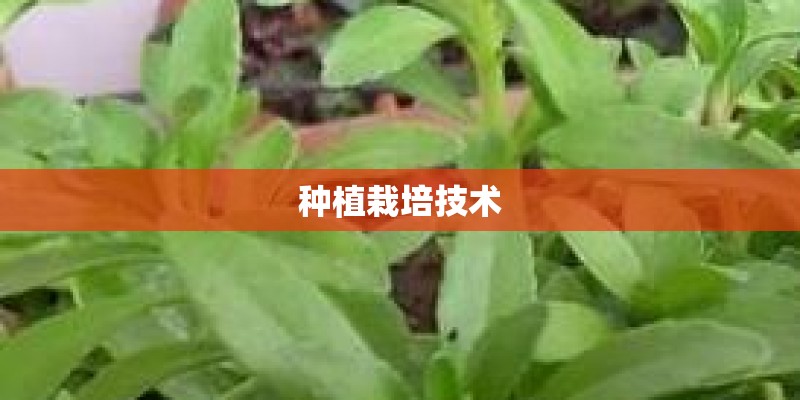 种植栽培技术