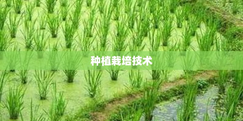 种植栽培技术