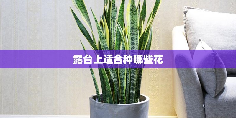 露台上适合种哪些花