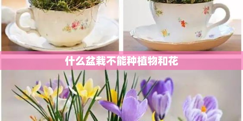 江阴市华明绿化工程有限公司怎么样？