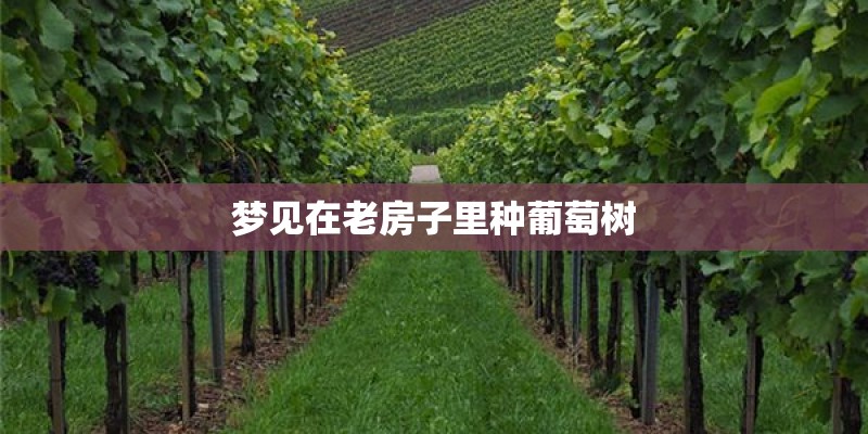 梦见在老房子里种葡萄树