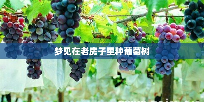 梦见在老房子里种葡萄树