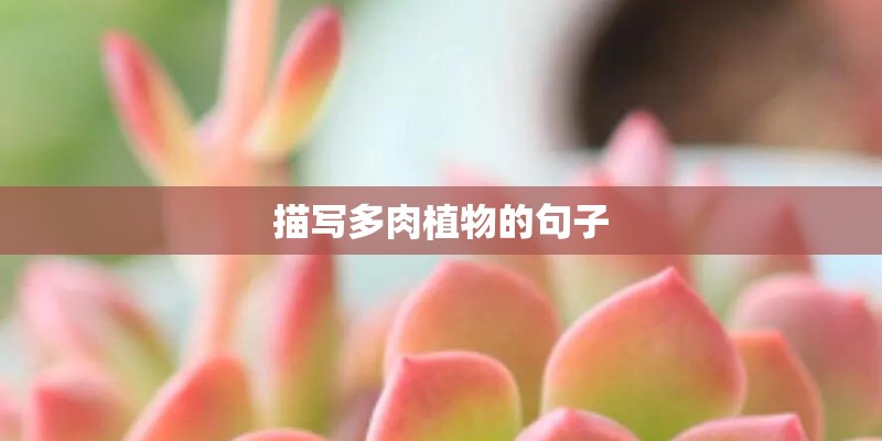 描写多肉植物的句子
