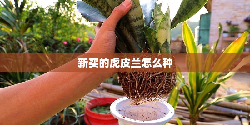 新买的虎皮兰怎么种