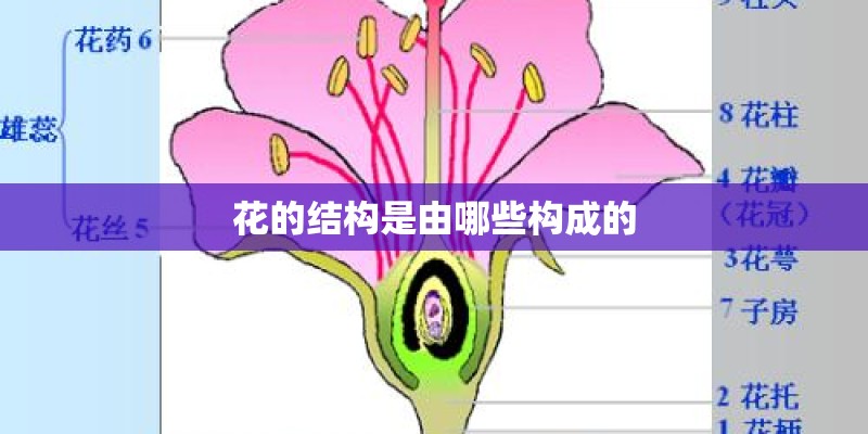 花的结构是由哪些构成的