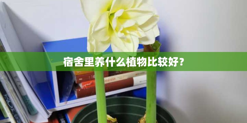 宿舍里养什么植物比较好？