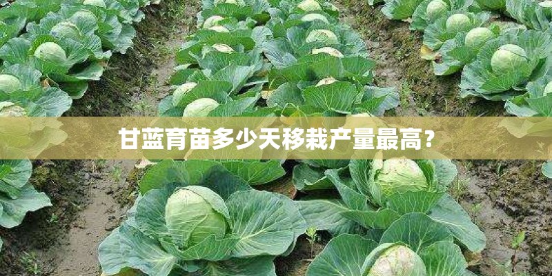甘蓝育苗多少天移栽产量最高？