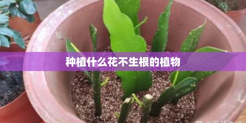 种植什么花不生根的植物