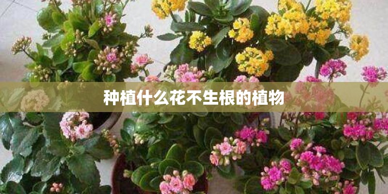 种植什么花不生根的植物
