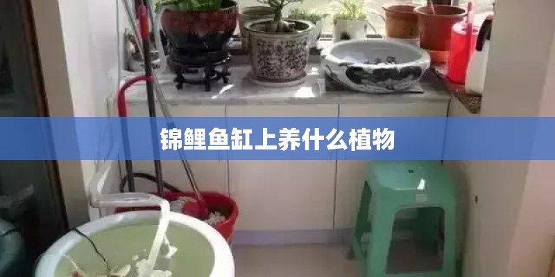 锦鲤鱼缸上养什么植物 锦鲤鱼缸上养什么植物