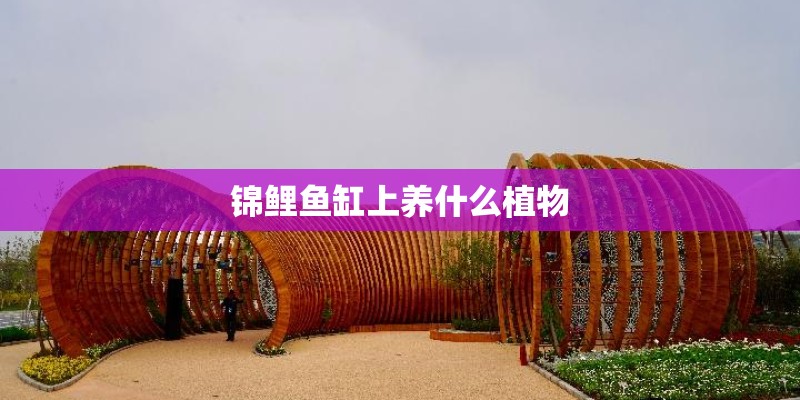 锦鲤鱼缸上养什么植物 锦鲤鱼缸上养什么植物