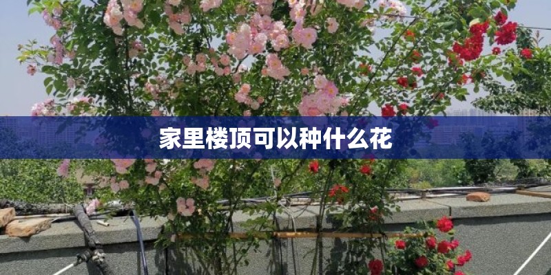 家里楼顶可以种什么花