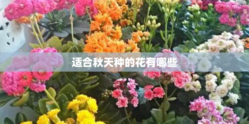 适合秋天种的花有哪些