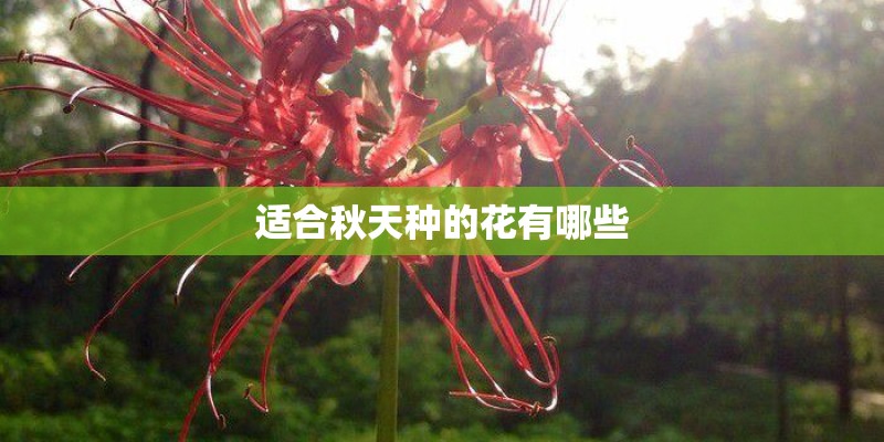 黑叶轮藻种植方式？
