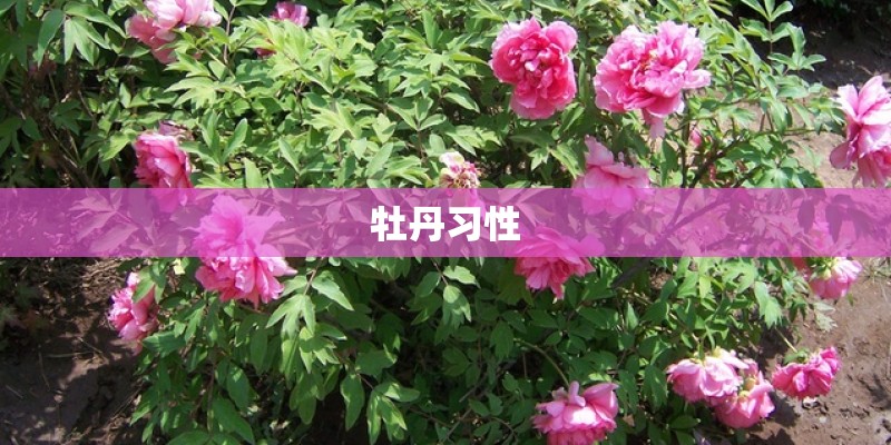牡丹习性