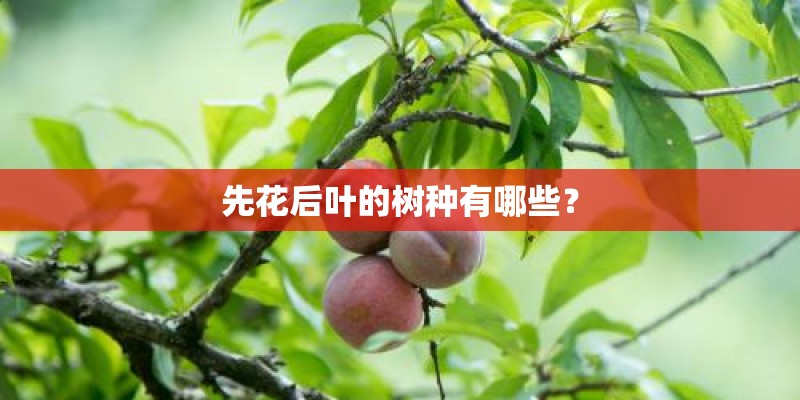 先花后叶的树种有哪些？