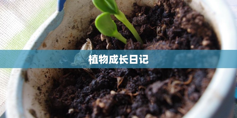植物成长日记
