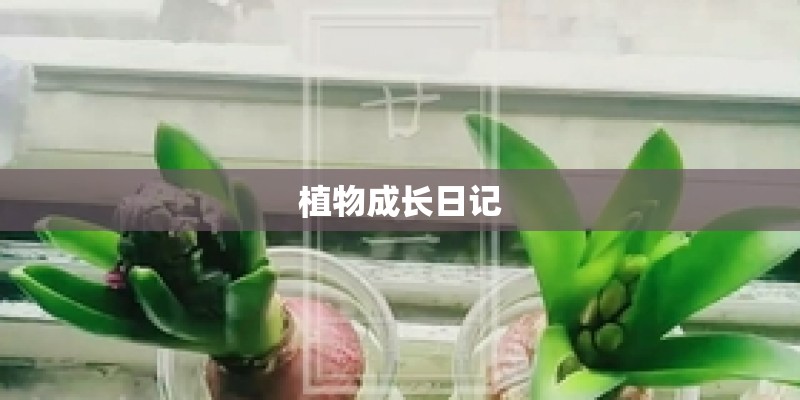 植物成长日记