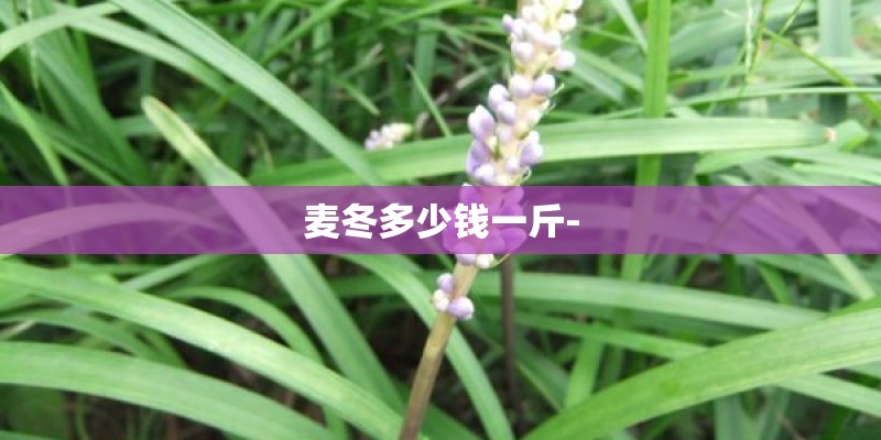 麦冬多少钱一斤-
