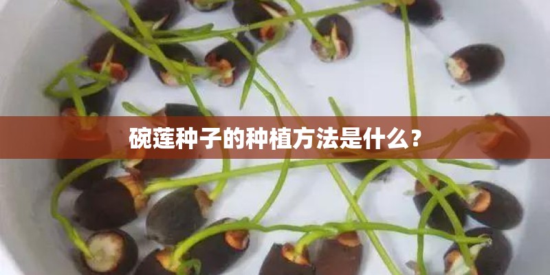 在农村承包山林种植油茶有前景吗？