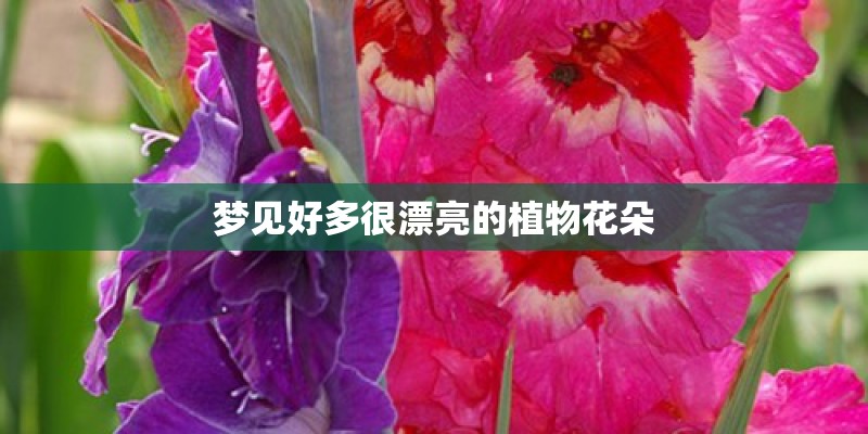 梦见好多很漂亮的植物花朵