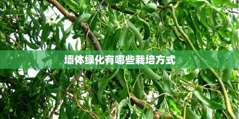 墙体绿化有哪些栽培方式